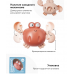 Happy Baby Заводная игрушка для ванной SWIMMING CRAB (СВИММИН КРАБ) коричневый